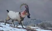 صحنه استثنایی از شکست بز کوهی نر ایرانی