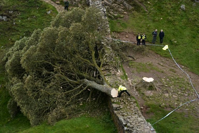 درخت مشهور ۳۰۰ ساله در انگلیس قطع شد!