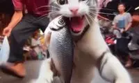 دستگیری عجیب گربه به جرم دزدیدن ماهی!