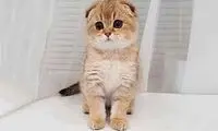  گربه دم دراز در کتاب گینس رکورد زد!