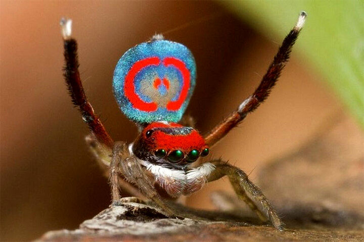 کشف عنکبوت رقصنده در استرالیا!