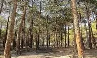 پشت پرده قطع درختان در بوستان جنگلی چیتگر