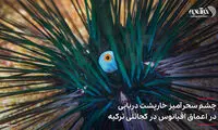 چشم سحرآمیز خارپشت در اعماق اقیانوس در ترکیه