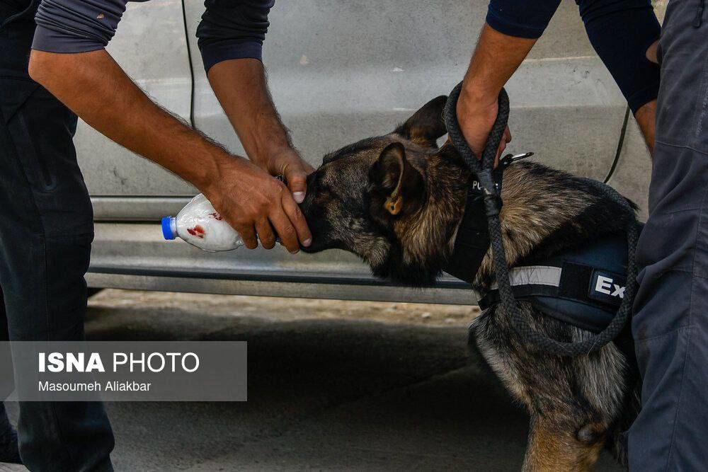 سگ ردیاب پلیس درحال جستجوی قاتل مهرجویی