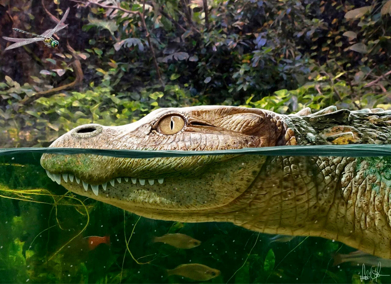 کشف یک گونه جدید تمساح با قیافه‌ای عجیب