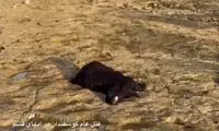 ماجرای قتل‌ عام عجیب گوسفندان در ساحل قشم