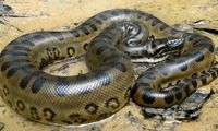 ظهور ناگهانی یک «آناکوندا» باعث وحشت مردم شد