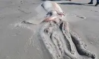 ۱۰ لاشۀ حیرت‌انگیز که اخیرا در سواحل پیدا شدند!