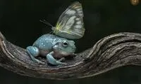  عکسی از دوستی ناباورانه یک قورباغه با پروانه!