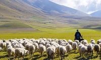 آقای وزیر! نه معلم، چوپان است نه بچه‌های ما گوسفند