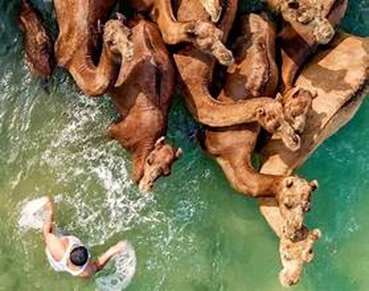 حمام شترها در آبهای خلیج فارس