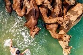 حمام شترها در آب‌های خلیج فارس