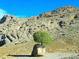 درختی که ایرانی‌ها را شگفت‌زده کرد
