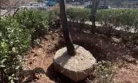 واکنش شهرداری به قطع درختان پادگان ۰۶ ارتش