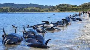 تصاویر عجیب از تصمیم نهنگ ها برای خودکشی دسته جمعی