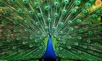 بلایی که یک پسربچه بر سر طاووس آورد!