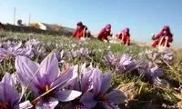 زعفران ایرانی؛ به نام ما به کام خارجی‌‌‌ها