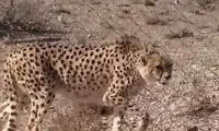 تصاویری از «ایران» خانمِ باردار، برای امید دوباره
