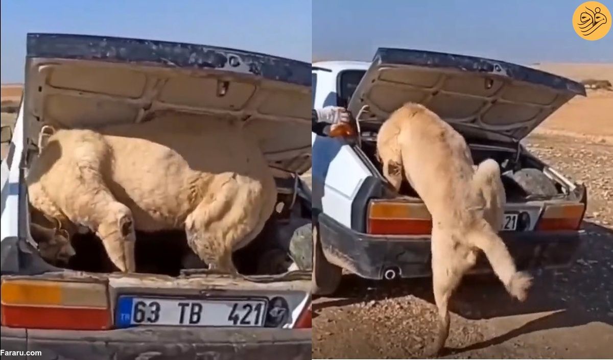 تلاش حیوانی شبیه شیر برای ورود به خودرو 
