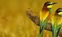 تصاویری دلخراش از قتل‌عام پرندگان زنبورخوار