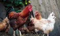 حسادت بامزه خروس به نوازش کردن همسرش!
