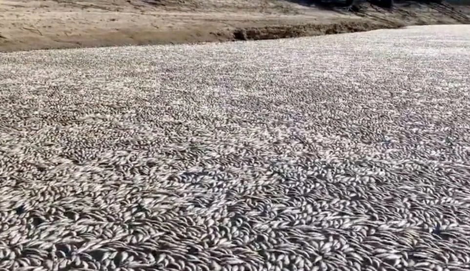 مرگ غم‌انگیز میلیون‌ها ماهی