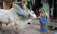 چرا هندی‌ها ادرار گاو می‌نوشند؟