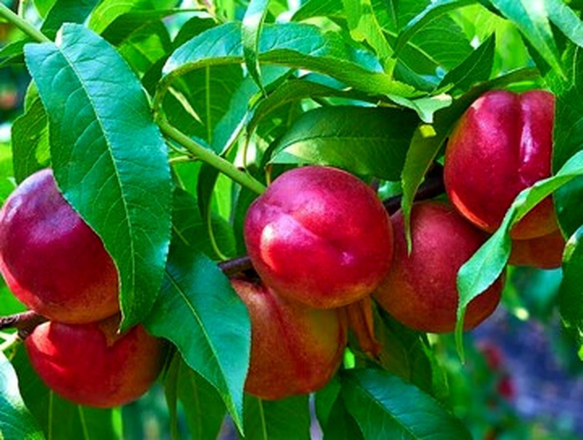 هسته این میوه سمی است و باعث مرگ میشود