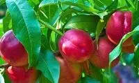 هسته این میوه سمی است و باعث مرگ می‌شود