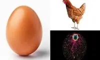 ابتدا مرغ بوده یا تخم مرغ؟ دانشمندان پاسخ دادند