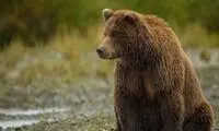 حمله خونین خرس قهوه‌ای به یک باغدار مازندرانی