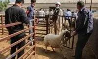 بازار دام زنده عید قربان کساد شد