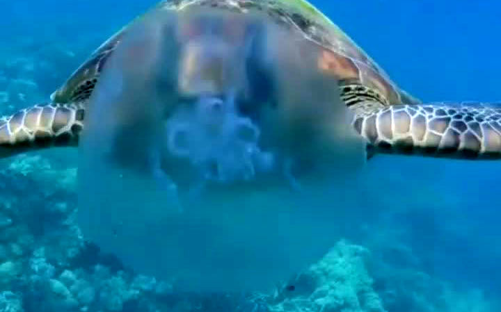تلاش ناکام لاک‌پشت برای شکار عروس دریایی!