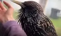 پرنده‌ای که صدای دایناسور را تقلید می کند! 
