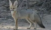 مکالمه طنزگونه و تلخ یک روستایی با روباه