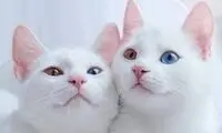 واکنش بامزه چند گربه فضول به دعوای همسایه‌ها