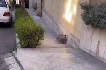 تصاویر باورنکردنی از گشت‌وگذار دو روباه در تهران