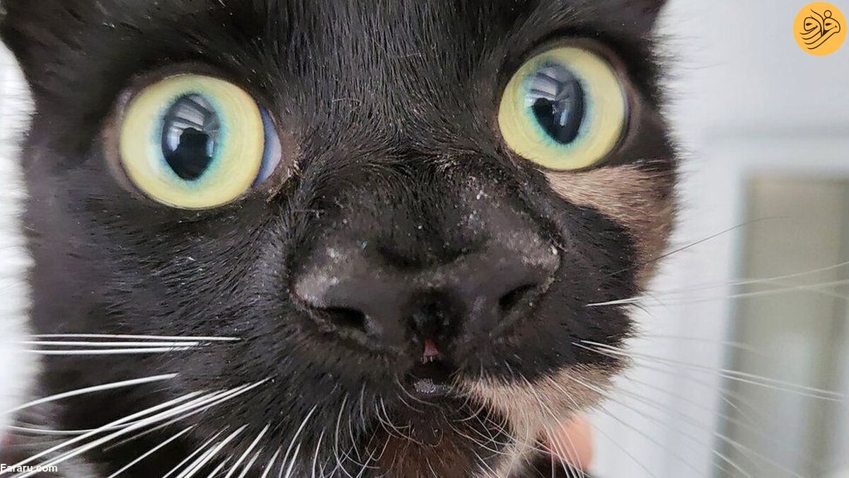 گربه بی‌خانمان با دو بینی همه را شگفت‌زده کرد