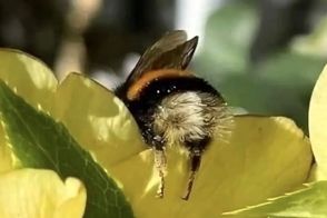 وقتی زنبورها خسته می‌شوند
