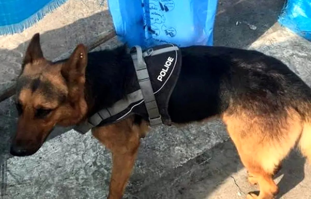 پایان غم‌انگیز شجاعت‌های تیدا