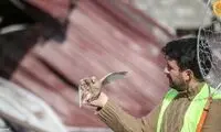 کمک به کبوترهای آواره شده در زلزله ترکیه