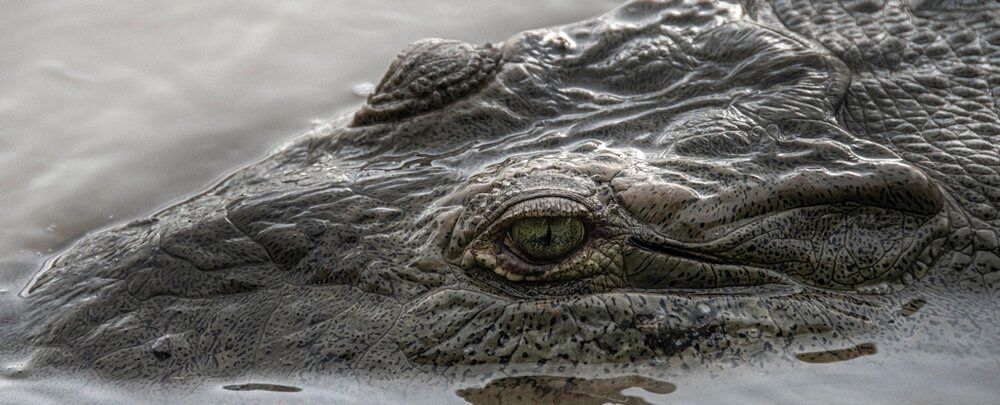 تمساح‌هایی که در آلوده‌ترین رودخانه زنده ماندند