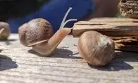 خرید و فروش عجیب بچه حلزون با قیمت نجومی!