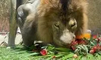 جشن تولد یک شیر در برزیل با کیک گوشت یخ‌زده 