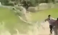 صحنه فرار بامزه محیط‌بان‌ها از دست یک خرس 