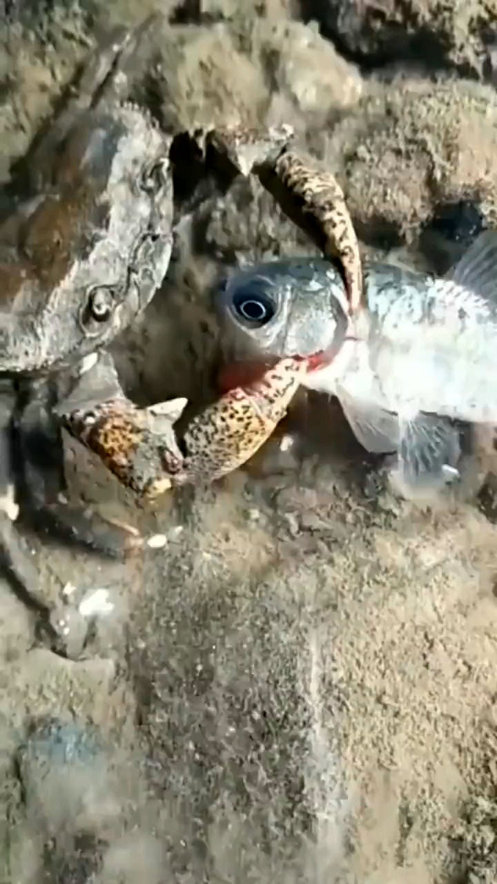 تکنیک یک خرچنگ برای کشتن ماهی قبل از خوردن