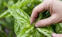 خاصیت شگفت‌انگیز این سبزی در کنترل دیابت 