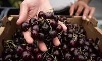 ۸ خاصیت گیلاس برای سلامتی که شاید ندانید