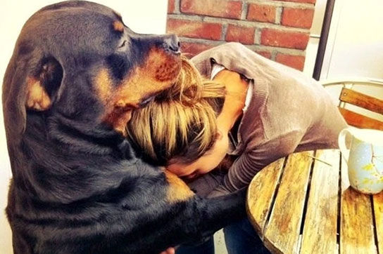 عکس‌های بامزه از ارتباط عاطفی سگ‌ها و صاحبانشان