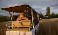 لحظه ابراز احساسات یک شیر ماده به توریست‌ها